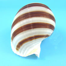 Stripped Horn Seashells | Little Miss Meteo