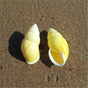 Yellow Sinistral Conch Shell Amphidromus Heernianus Coral | Little Miss Meteo