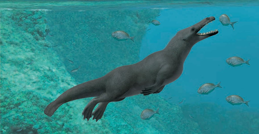 Ancient Four-Legged Whale With Webbed Feet And Hooves Uncovered In Peru