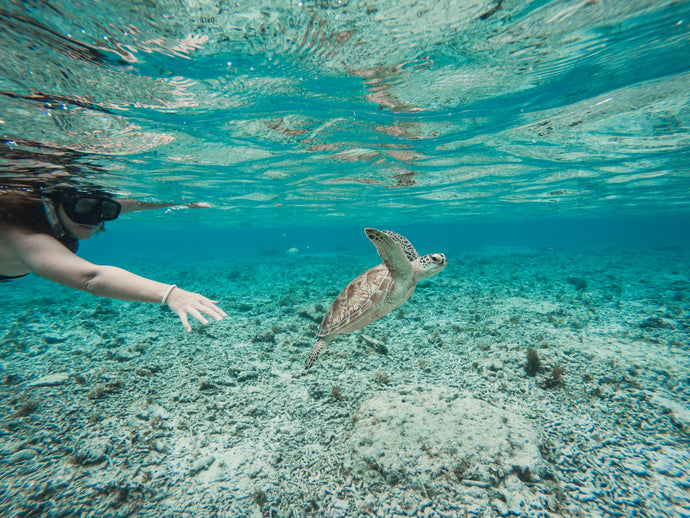 Dive into Adventure: 3 Mesmerizing Spots to Swim with Sea Turtles