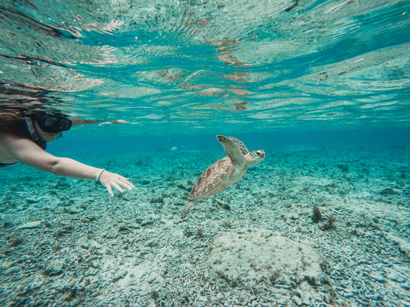Dive into Adventure: 3 Mesmerizing Spots to Swim with Sea Turtles