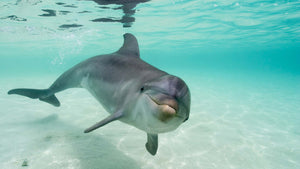 TOP 6 Dolphin-Spotting Destinations