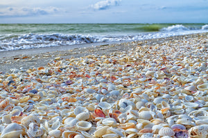 13 Best Beaches for Shelling in Florida