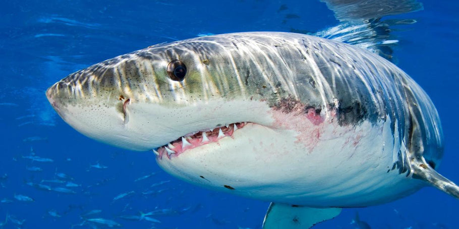Do great white sharks sleep at all?
