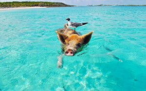 3 most stunning beaches to swim with wild animals