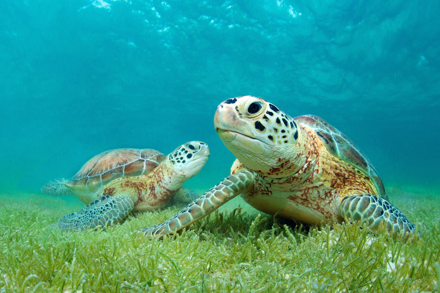 Best Spots for Turtle Watching in Puerto Rico