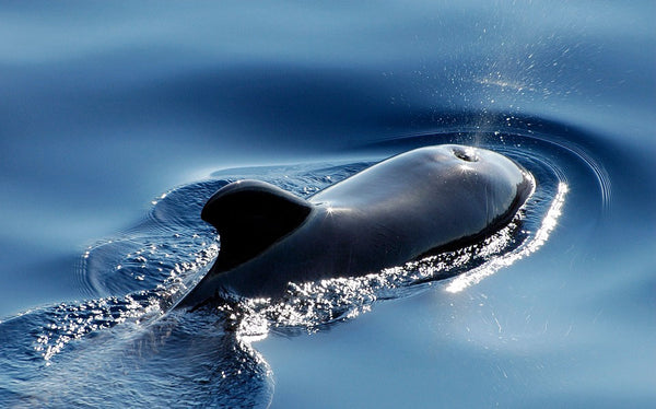 Top Kayak Whale-Watching