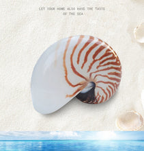 Nautilus Conch Shell