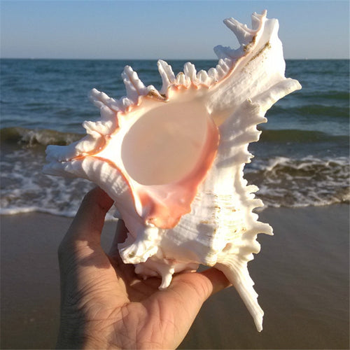 Giant Natural Murex Ramosus Conch Shells Coral | Little Miss Meteo