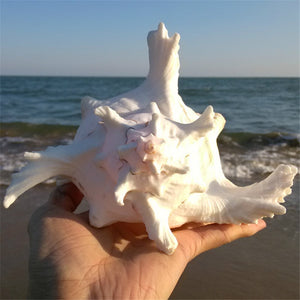 Giant Natural Murex Ramosus Conch Shells Coral | Little Miss Meteo