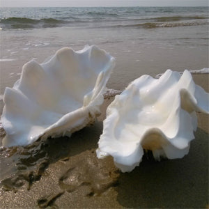 Giant Clam Shells | Little Miss Meteo