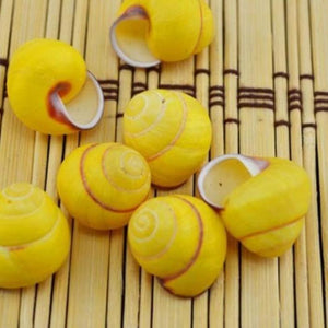 Yellow Snail Seashells | Little Miss Meteo