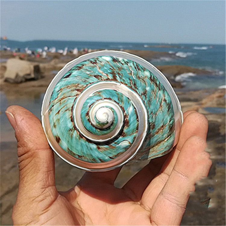 Sea Snail shells | Little Miss Meteo