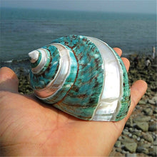 Sea Snail shells | Little Miss Meteo