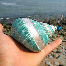 Green Turbo Sea Snail Shell