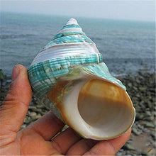 Green Turbo Sea Snail Shell
