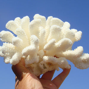 Acropora Coral | Little Miss Meteo
