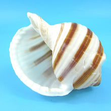 Stripped Horn Seashells | Little Miss Meteo