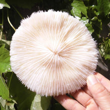 White Sea Mushroom Corals | Little Miss Meteo