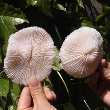 White Sea Mushroom Corals | Little Miss Meteo