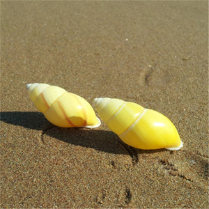 Yellow Sinistral Conch Shell Amphidromus Heernianus Coral | Little Miss Meteo